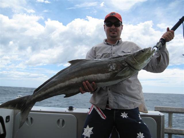 Exmouth cobia